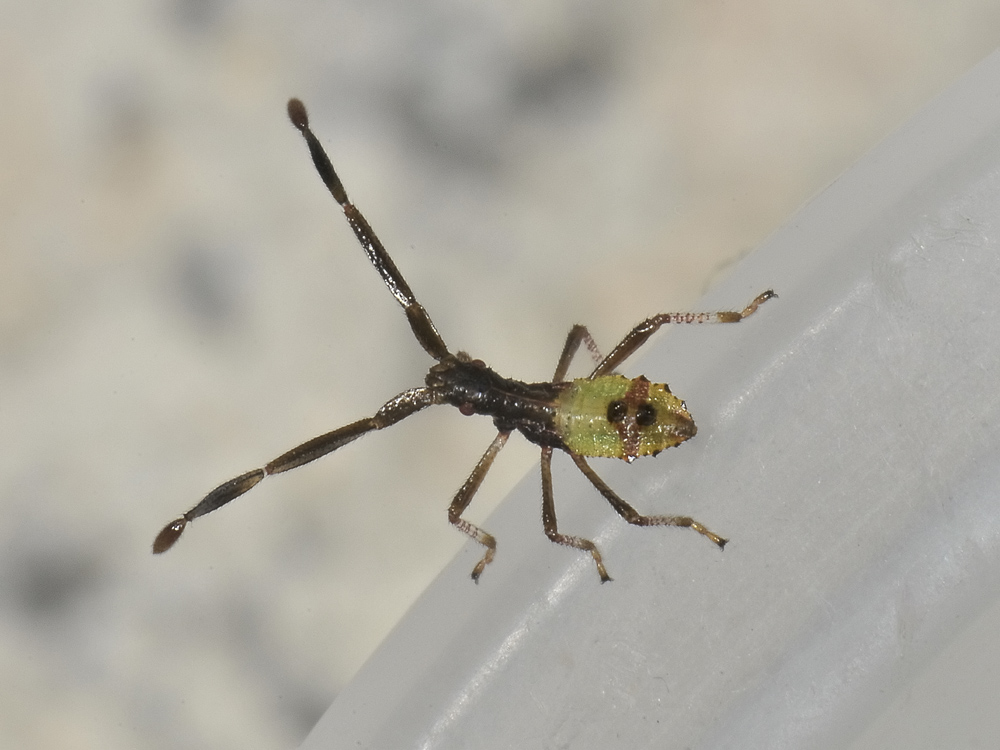 Coreidae: neanide di Gonocerus spp..